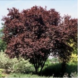 Prunus cerasifera Nigra - Flowering Plum